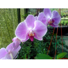 Transfer from Jerantut to Cameron Highands, Pahang.